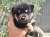 Minyatür Akita Shiba İnu