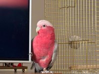 1 Yaşında Erkek Galah Kakadu