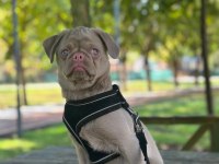 TÜRKİYEDE TEK PUG