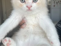 ACİL YUVA Scottish Fold Yavrular