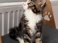 MAINE COON DİŞİ n09 22