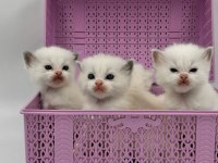Şampiyon Kan Hatlarından Safkan Ragdoll Bebekleri!