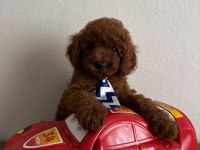 Toy poodle yavrular