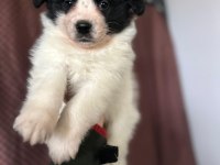Orjinal Border Collie Yavruları