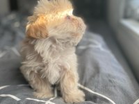 Burunsuz maltipoo teacup