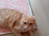 Scottish Fold kırık kulak kedimiz yeni yuvasını arıyor