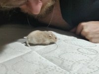 Alanya son hamster