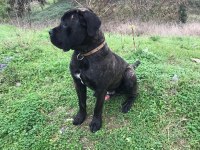 Acil cane corso oğlumuza yuva arıyoruz