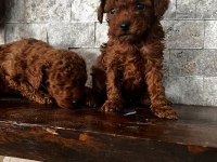 30 gün sonra sütten kesilecek poodle
