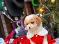 Party color toy poodle