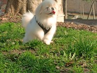 Pekinez Köpeğime Eş Arıyorum