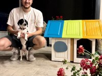 JACK RUSSELL - BORDER COLLIE KIRMASI ZEKİ YAVRU DİŞİ