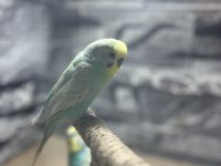 Erkek Muhabbet Kuşu Nadir Bulunan Renk