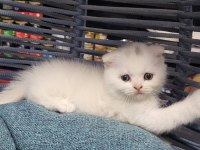 Scottish Fold ve british yavrularımız