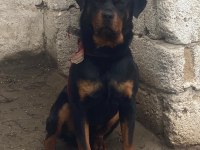Safkan Macar rottweiler yavrular 2 kardeş sadece