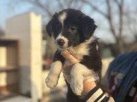Zeka küpü border Collie bebeklerim