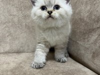 Safkan British Shorthair Ayı Surat Top Kafa Bebişimiz