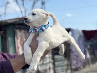 Kangal ve Anadolu çoban akbaş