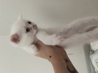 3 beyaz ve 1 gri 1 aylık yavru british longhair