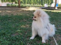 1 Yaşında Erkek Pomeranian Boo