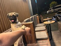 5 aylık pug mops