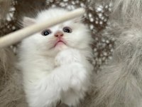 British Longhair Kedisi