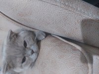 Uygun fiyata verilecek scottish fold