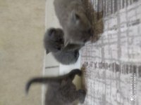 Anne baba british shorthair 40 günlük
