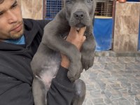 Cane corsa alan koruma köpeği üst düzey yavrularım 