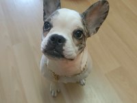Mükemmel French Bulldog Yavrular