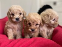 Mini Mini Teacup Poodle Puppies