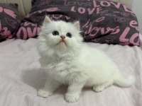 Kar Beyazı British Longhair Bebekler Geldi