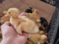Çoluk çocuğunu sevindir ördek civcivim vardır gel