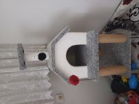 7 aylık british shorthair