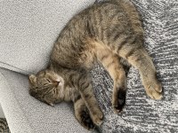 Scottish fold dişi kedimiz nadir tüy rengine sahip