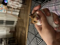 Antalya içi Acil Hamster Ücretsiz Sahiplendirme