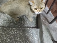 British shorthair kedisi