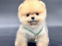 Safkan Pomeranian Boo Bebekler
