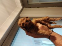 Toy poodle garantili