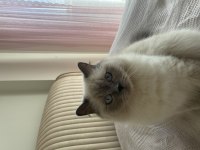 Blue Point British Longhair