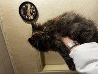 Kızımın alerjisinden dolayı verilecek british longhair