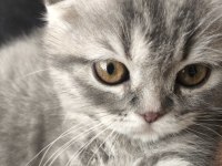 ANKARA SCOTTİSH FOLD KEDİMİZ
