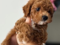 Toy poodle sağlıklı
