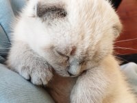 Scottish fold kedimiz Mia yeni yuvasını arıyor