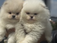 Yarışma düzeyinde sçr li pomeranian petmode den