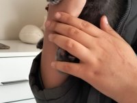 2 aylık dişi british shorthair