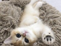 Show kalite british short hair golden yavrular
