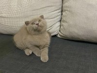 Şirin ve Sevimli Scottish Fold Yavrumuz