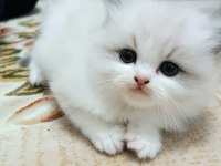Safkan ragdoll yavrular