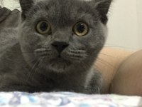 Güzel british shorthair kızıma yuva arıyorum